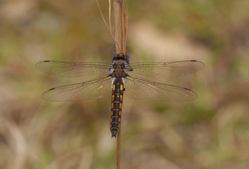 Female
2008_03_23_Effingham
